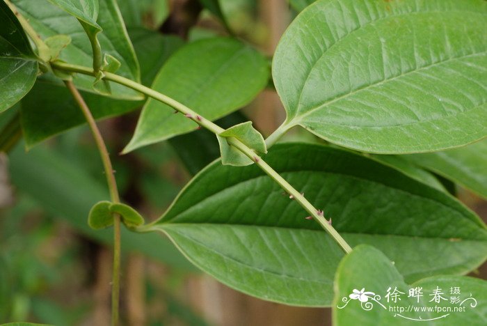 何首乌图片 植物图片