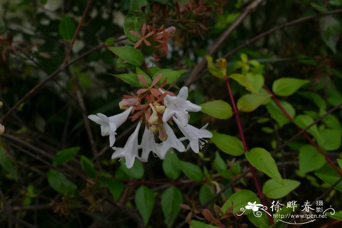 恋是樱花草