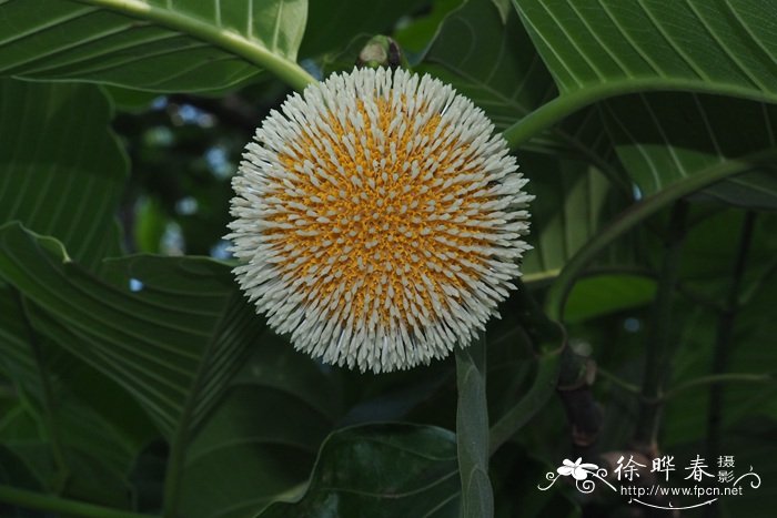 黑果花秋的功效与作用