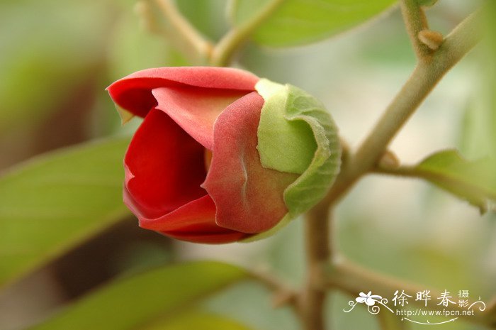 银杏树开花图片