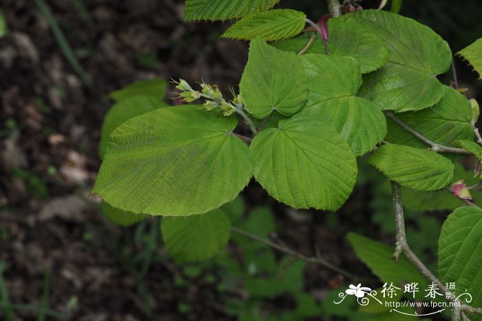 木棉花照片