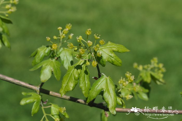 茶花好养吗