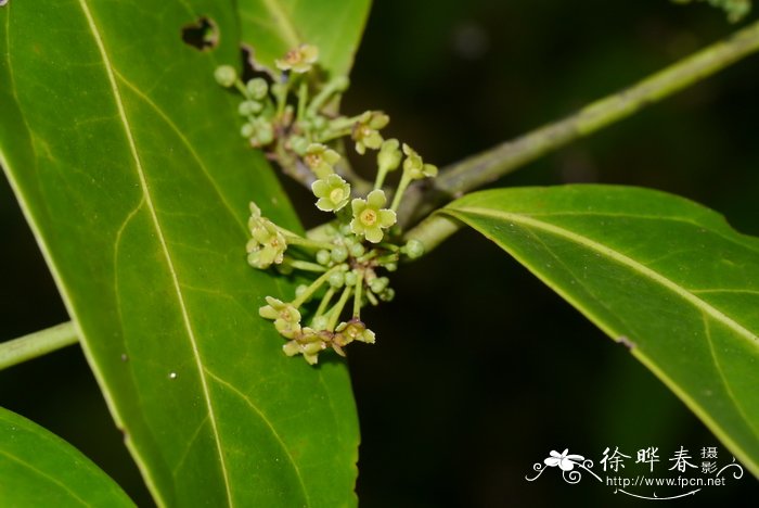 野生荠菜图片