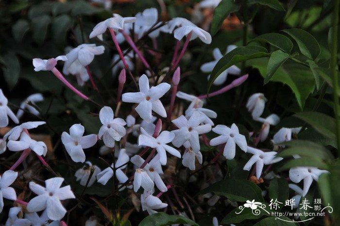 海棠花的花语是什么