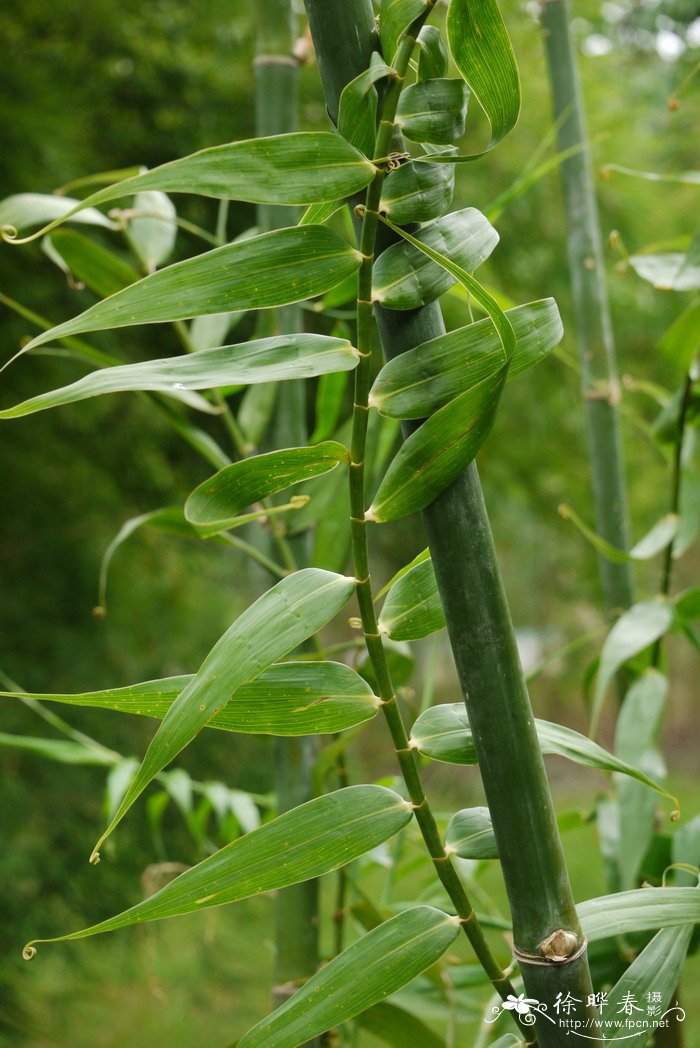 菊花开放时间