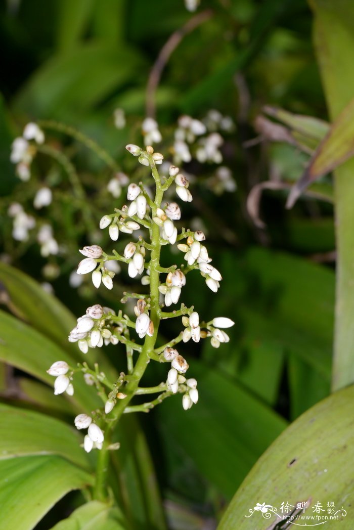 教师节花