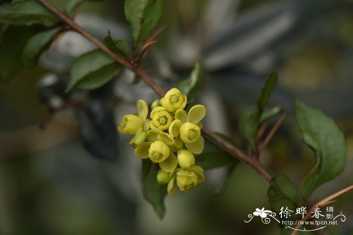 水仙花的生长变化情况