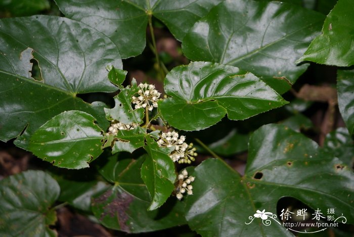 缅桂花图片