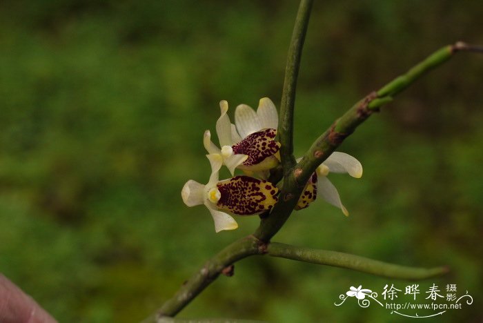 朴树价格价格