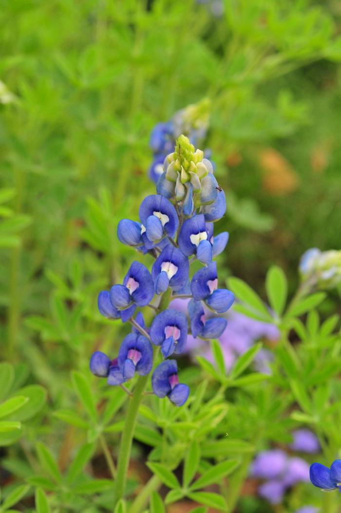 罂粟花的花语是什么