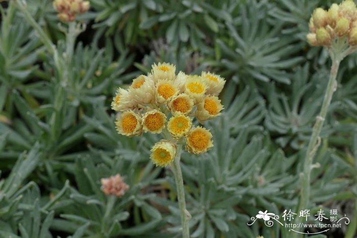 滴水观音花图片