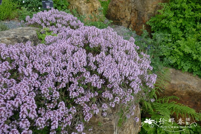 山茶花的习性