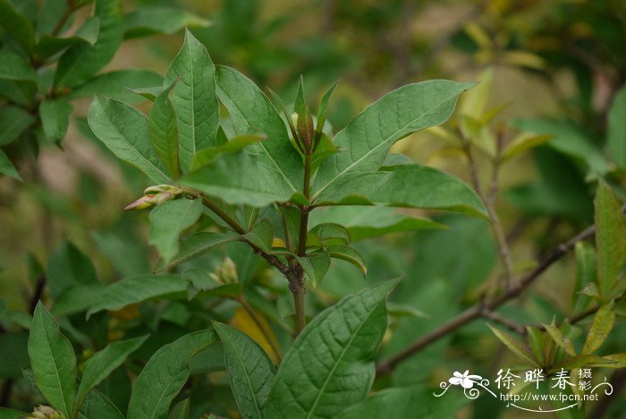 玉米须的药用价值