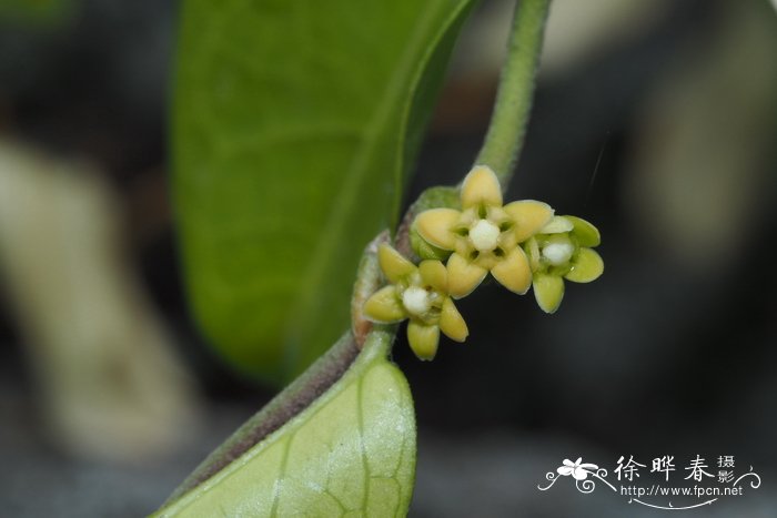 植物活化石有哪些