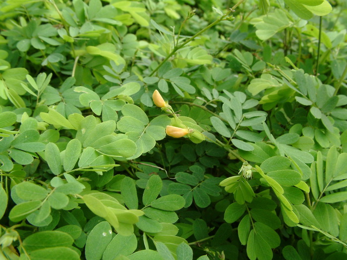 植物防冻剂