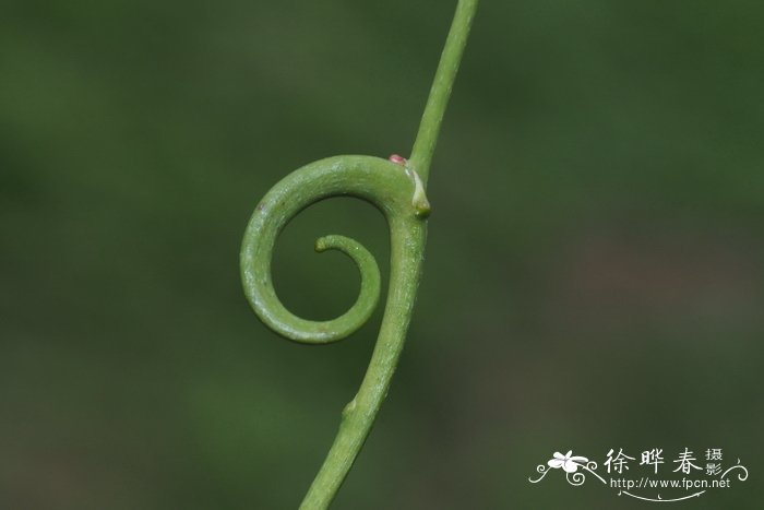 薄荷的图片