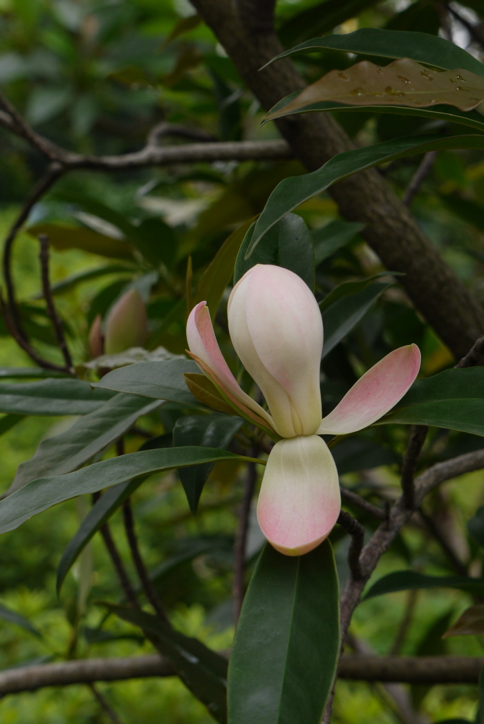 少花龙葵