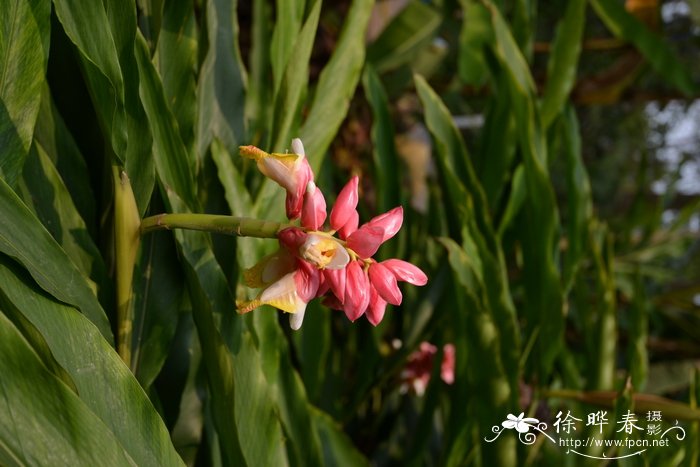 杜鹃花多少钱一株