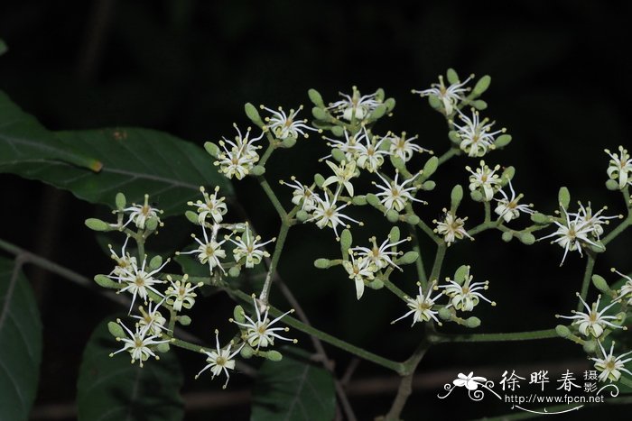 植脂奶油