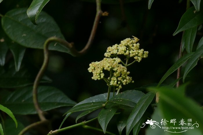 何首乌图片 植物图片