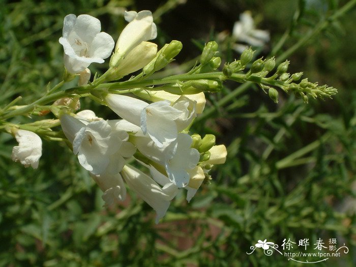 芫花图片