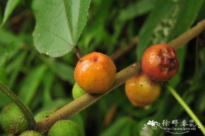 枸杞子种植技术