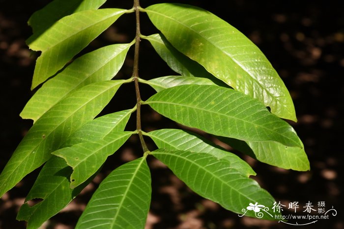 无花果怎样种