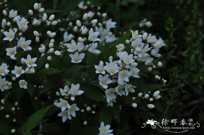 桂花树的介绍