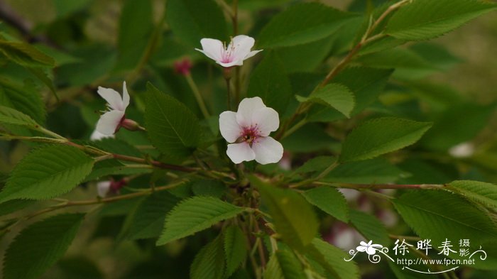 山茶花怎么养殖