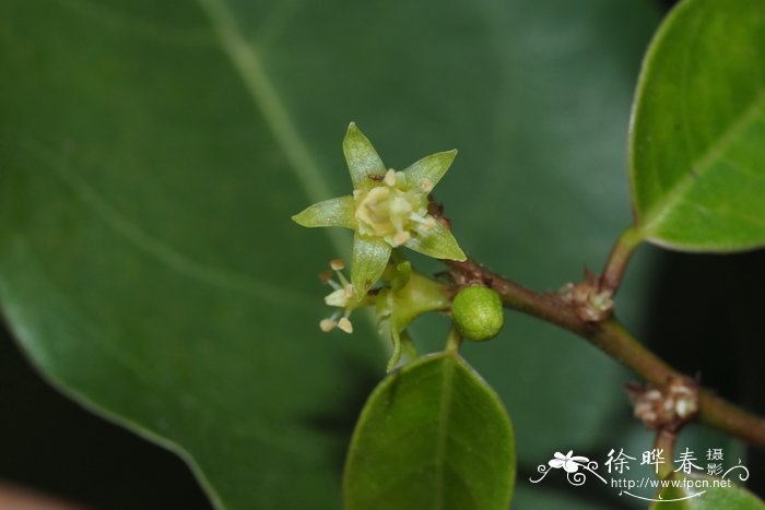 罂粟花种子