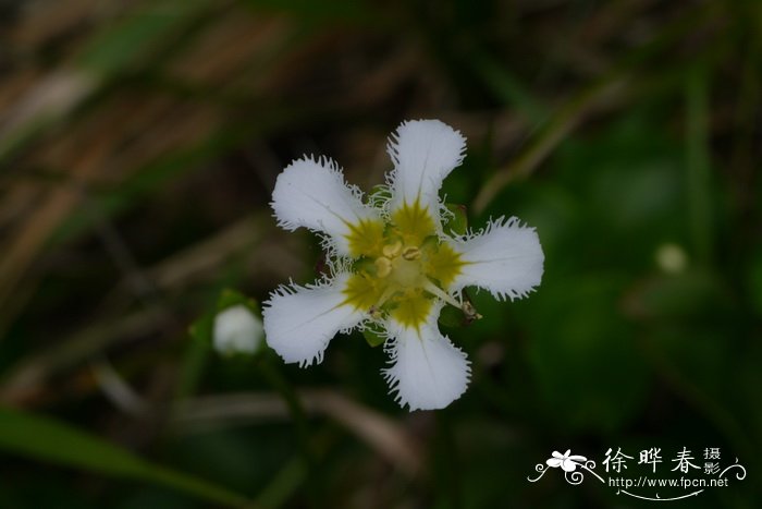 滴水观音植物图片