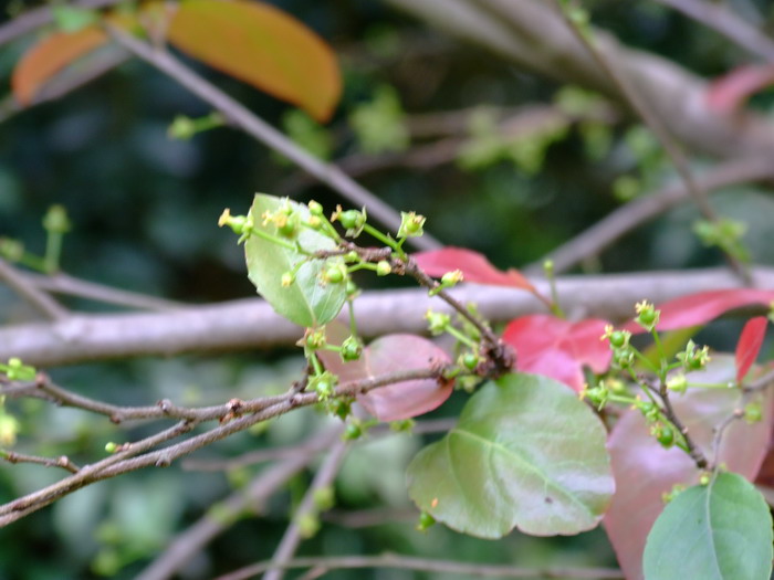 室内植物图片及名称