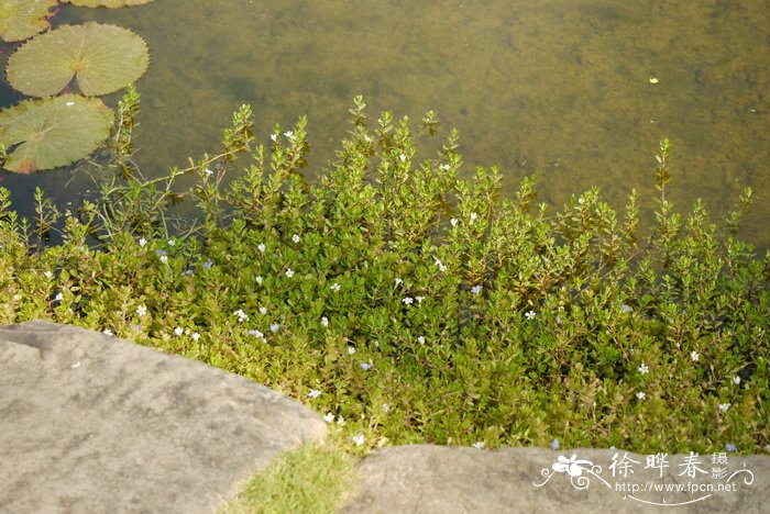 蓝色水菊