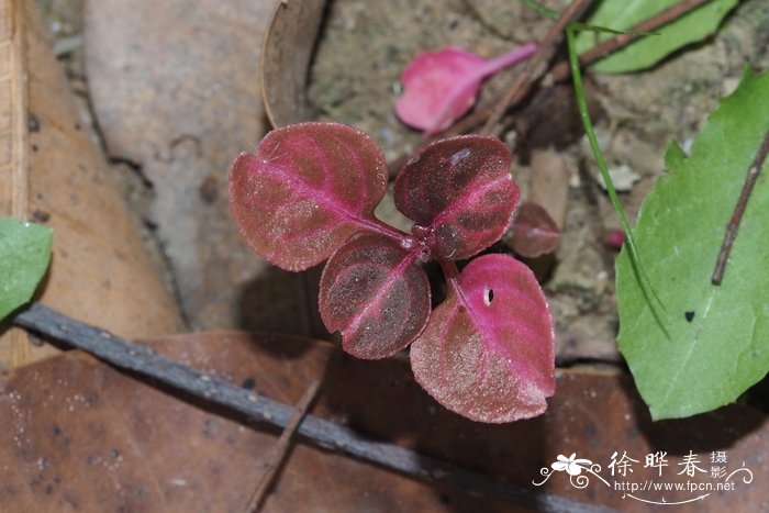 人工种植冬虫夏草