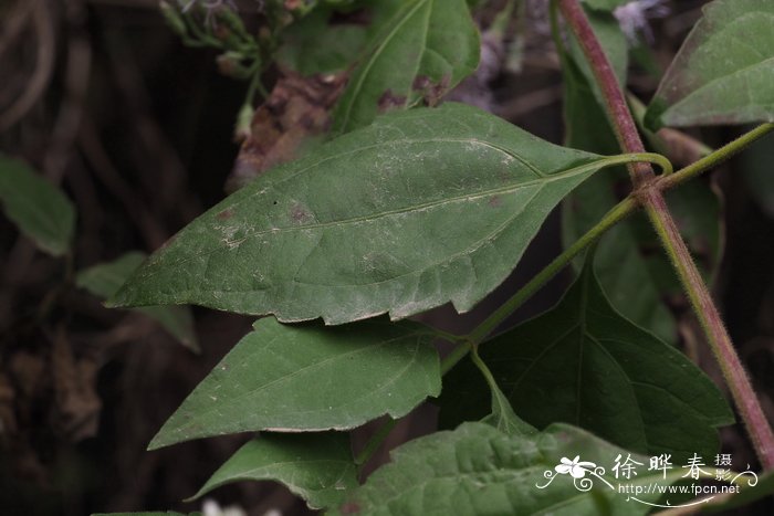 春小麦和冬小麦区别