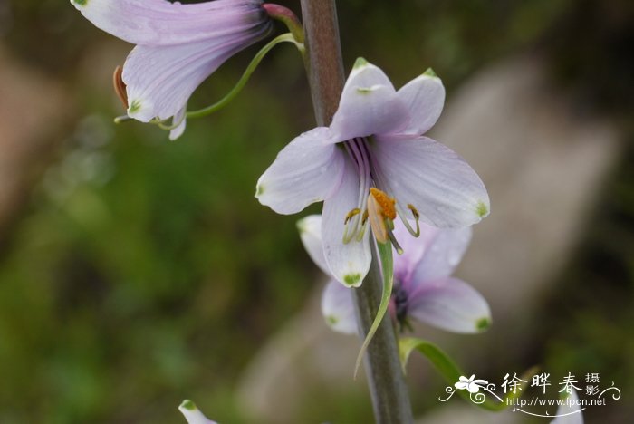 salvia miltiorrhiza