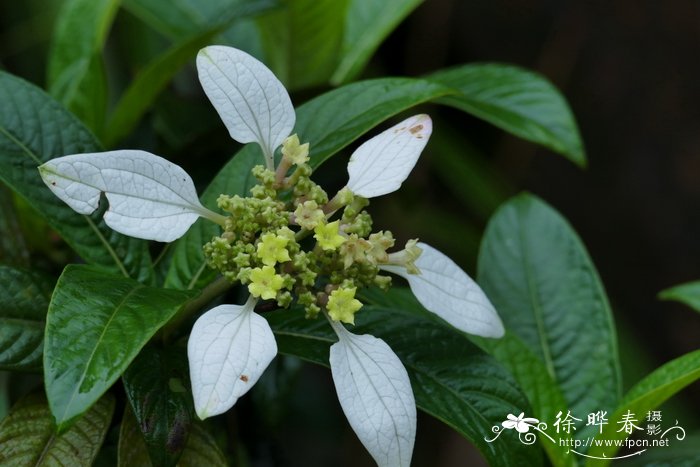 牵牛花什么时候播种