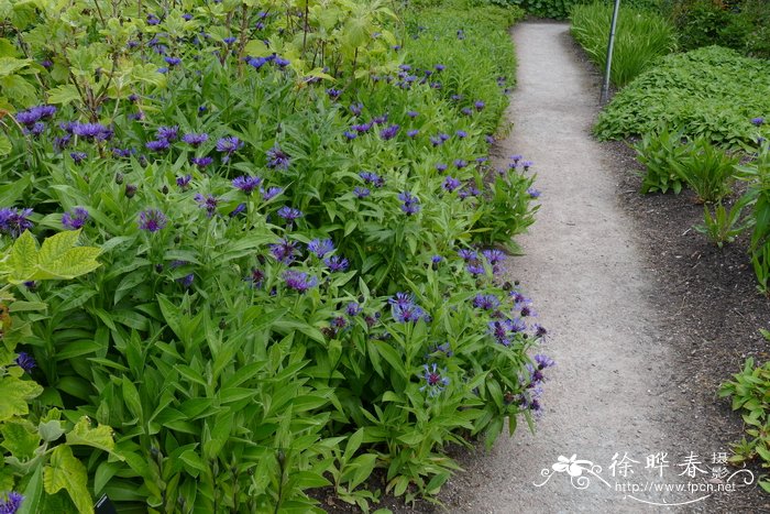 枸杞图片植物图片