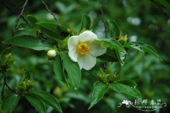 落地生根花有毒吗