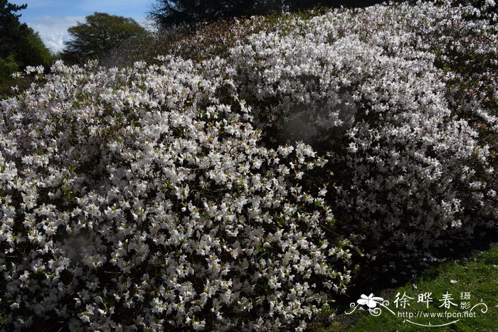 槐花树