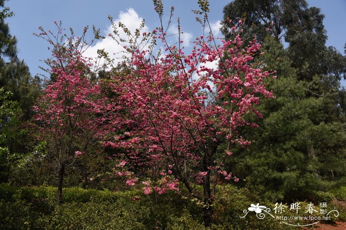 郁金香价格