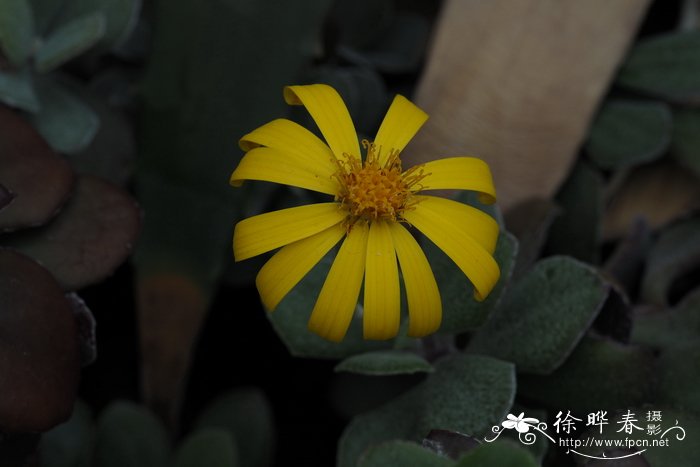 种植金银花