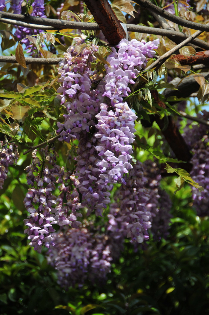 小米花