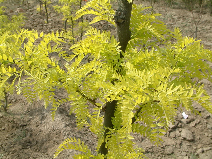 白掌怎么养才能开花更旺盛