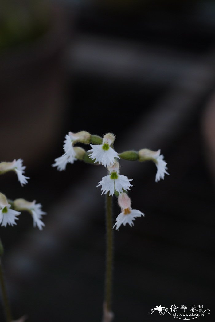 厚脸皮花