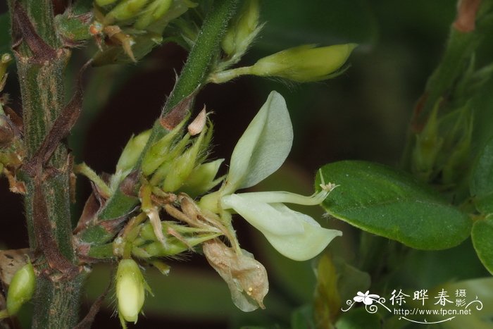 杜鹃花花语