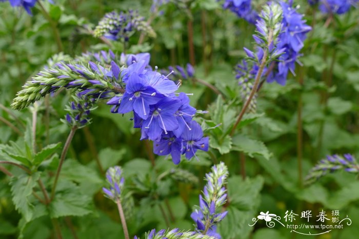 山茶花是哪个市市花