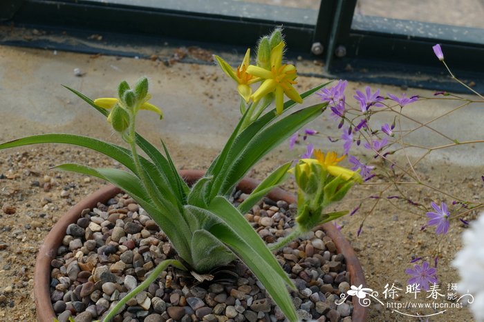 黄花草