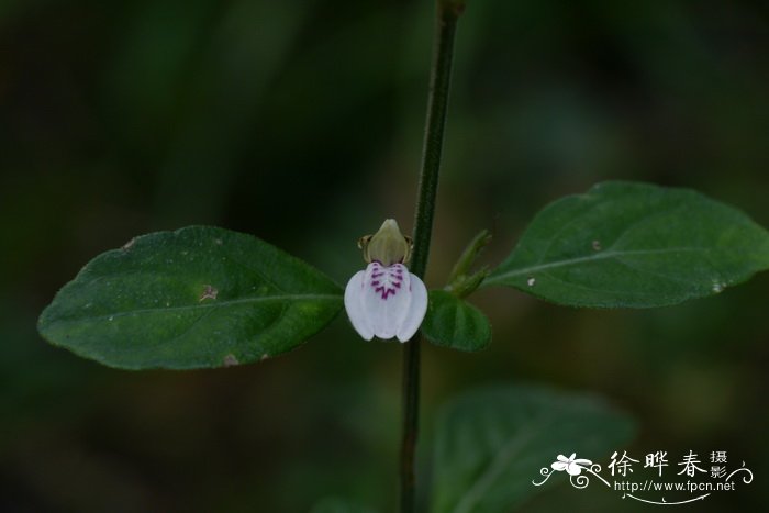 芳香万寿菊