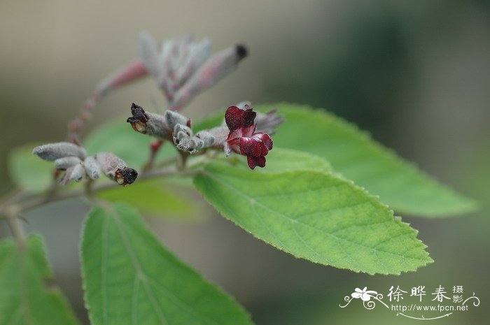 芫花图片